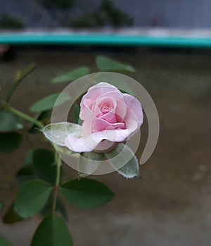 A rose is either a woody perennial flowering plant of the genus Rosa,